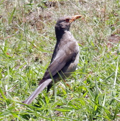 Turdus fuscater