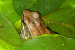 Sylvirana mortenseni