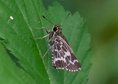 Amblyscirtes aesculapius