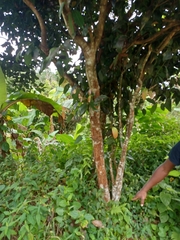 Cinnamomum burmanni