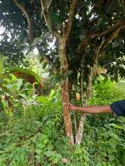 Cinnamomum burmanni