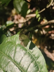 Neopithecops zalmora zalmora