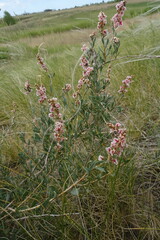 Atraphaxis frutescens