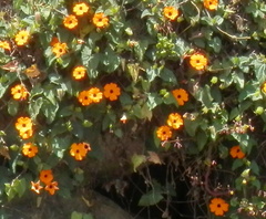 Thunbergia alata