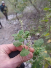 Aloysia macrostachya