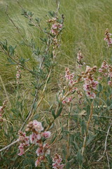 Atraphaxis frutescens