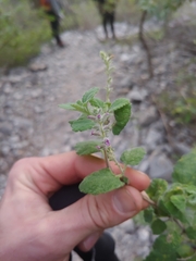 Aloysia macrostachya