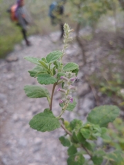 Aloysia macrostachya
