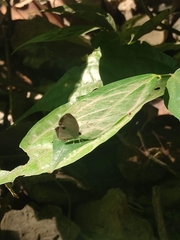 Neopithecops zalmora zalmora