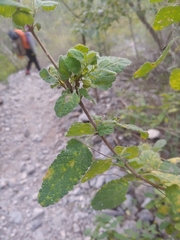 Aloysia macrostachya