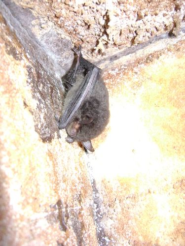 Riparian Myotis