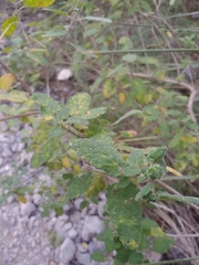 Aloysia macrostachya