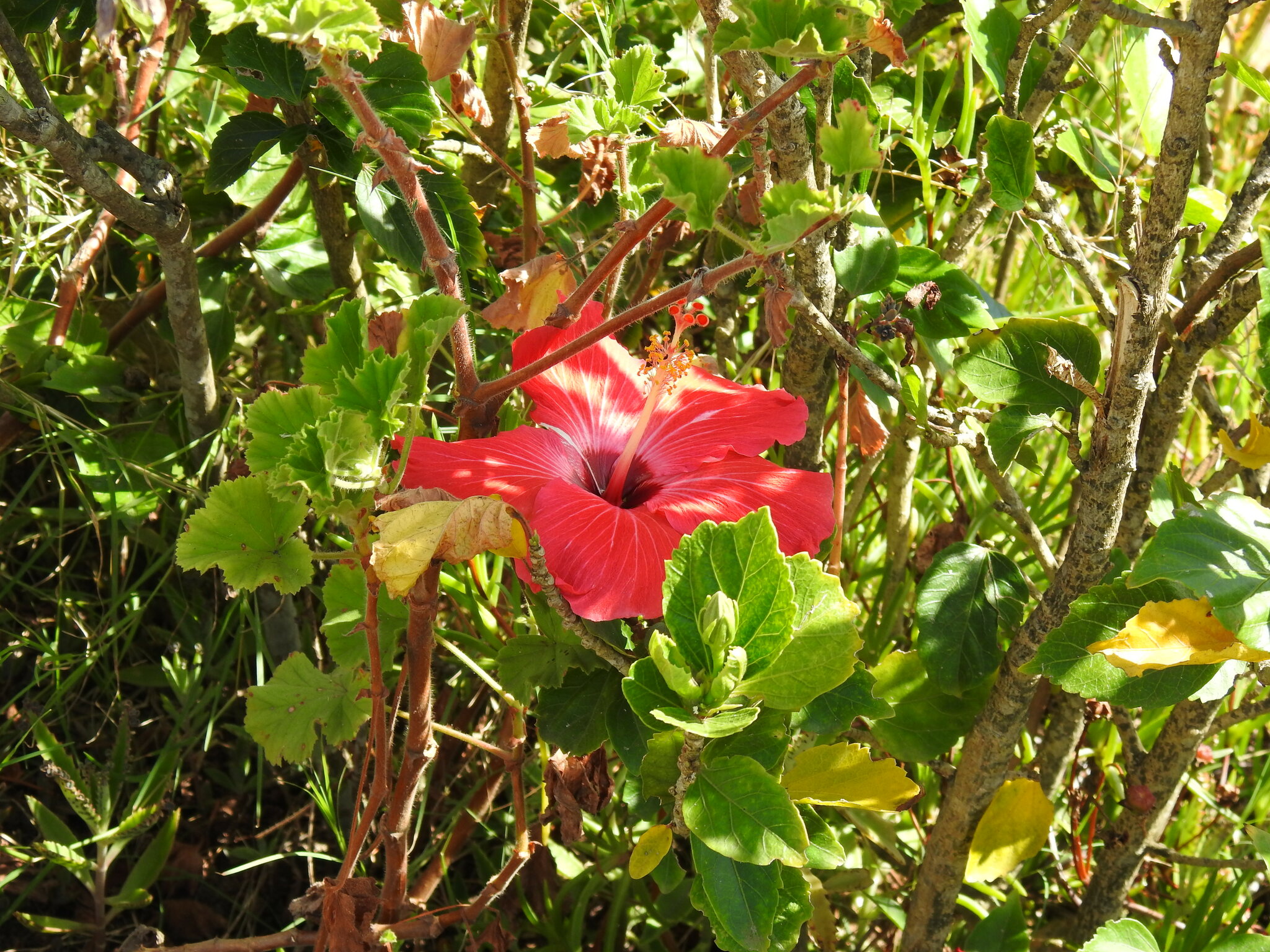 Hibiscus rosa-sinensis