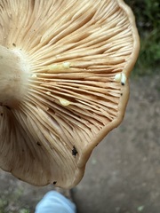Lactarius xanthogalactus