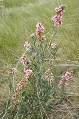 Atraphaxis frutescens