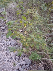 Aloysia macrostachya