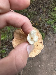 Lactarius xanthogalactus