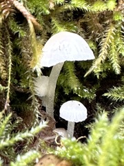 Hemimycena lactea