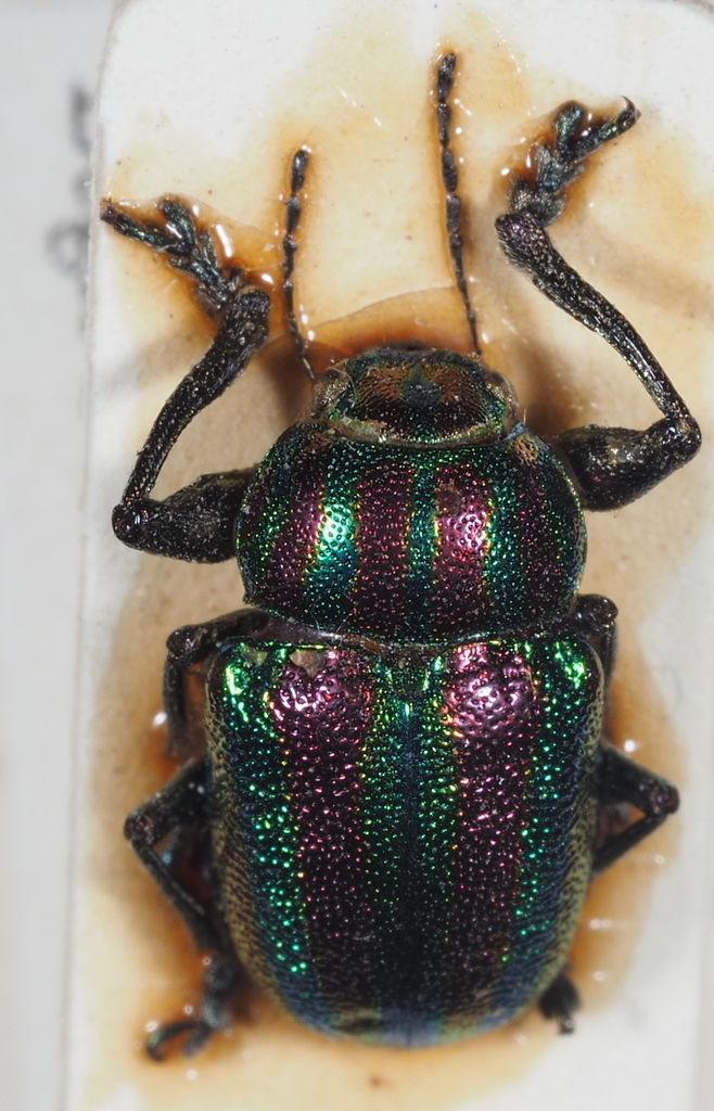 Colasposoma variabile