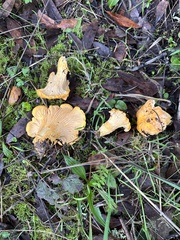 Cantharellus californicus