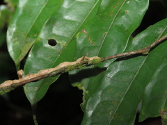 Acacesia