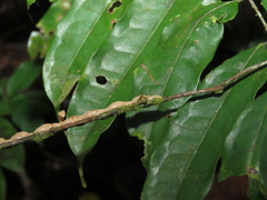 Acacesia