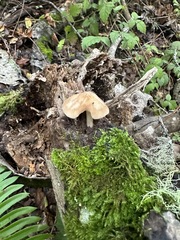 Pluteus cervinus cervinus