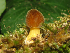 Pluteus chrysophaeus