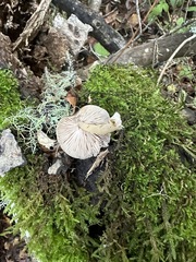Pluteus cervinus cervinus