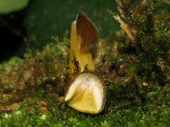 Pluteus chrysophaeus