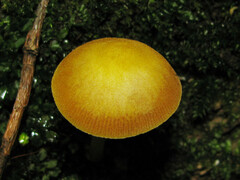 Pluteus chrysophaeus
