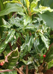 Ardisia crenata