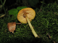 Pluteus chrysophaeus
