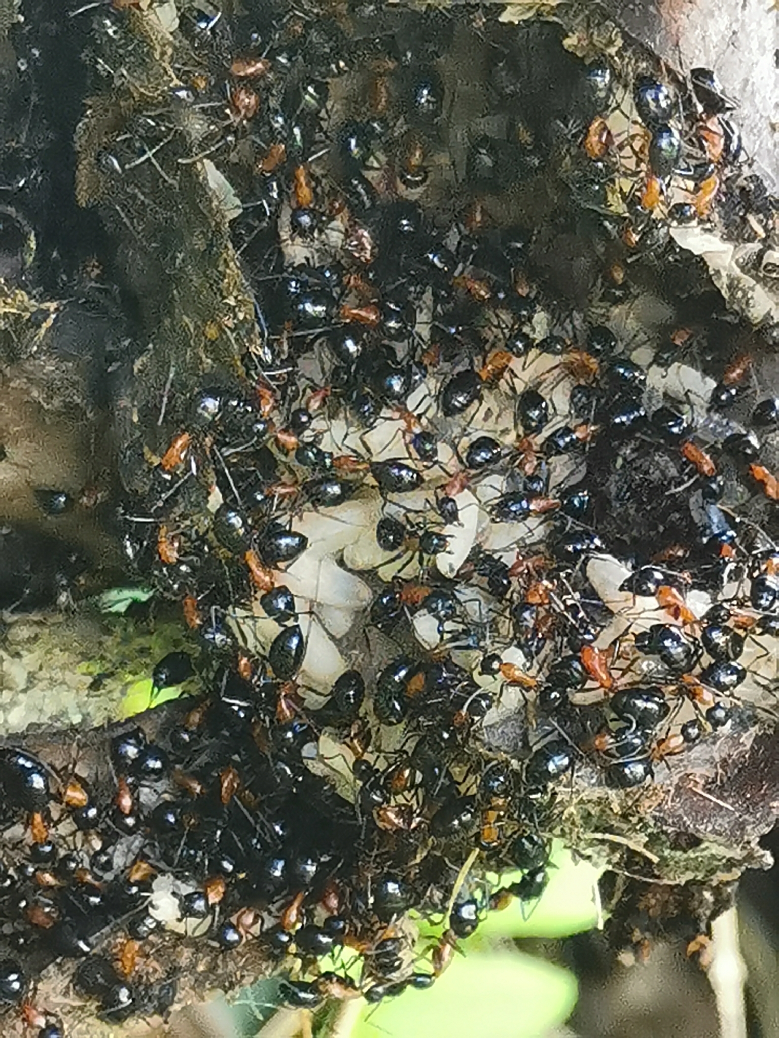 Camponotus minozzii