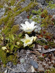 Gentianella bellidifolia
