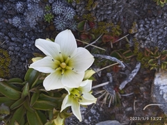 Gentianella bellidifolia