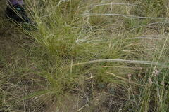 Stipa lessingiana