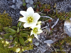 Gentianella bellidifolia