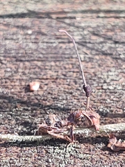 Ophiocordyceps camponoti-floridani