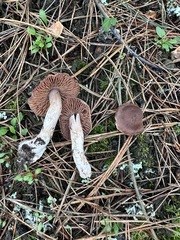 Cortinarius ohlone