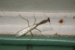 Parastagmatoptera