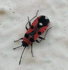 Horvathiolus superbus