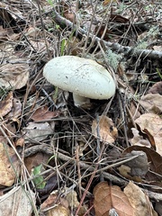 Amanita ocreata