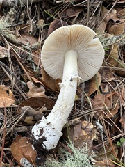 Amanita ocreata