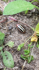 Disonycha leptolineata