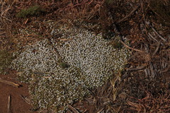 Helichrysum caespititium