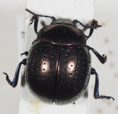 Chrysolinina