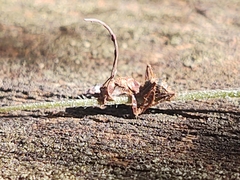 Ophiocordyceps camponoti-floridani