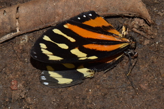 Lycorea halia atergatis