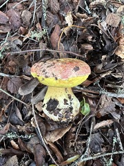 Butyriboletus querciregius